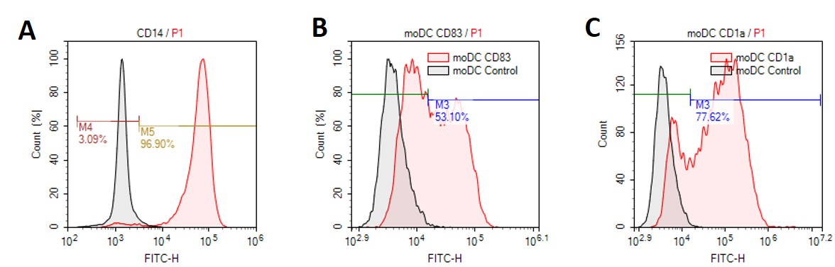CD14+ monocytes